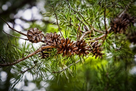 East Texas piney woods in Willis