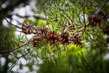 East Texas Piney Woods In Willis